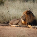 Safari fotográfico en Sudáfrica: vida salvaje