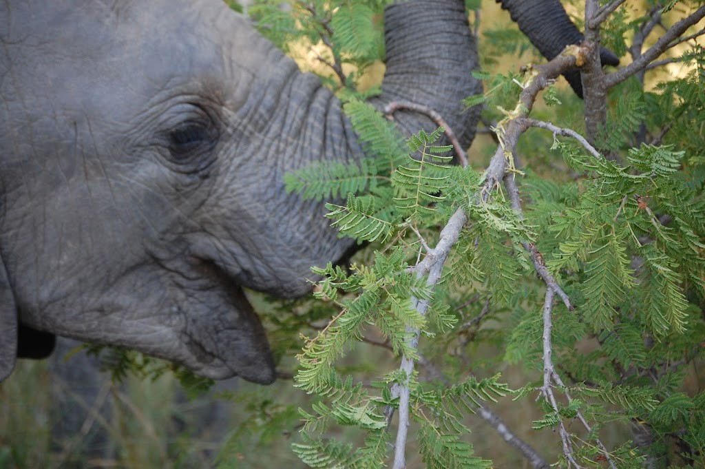 Cría de Elefante alimentándose