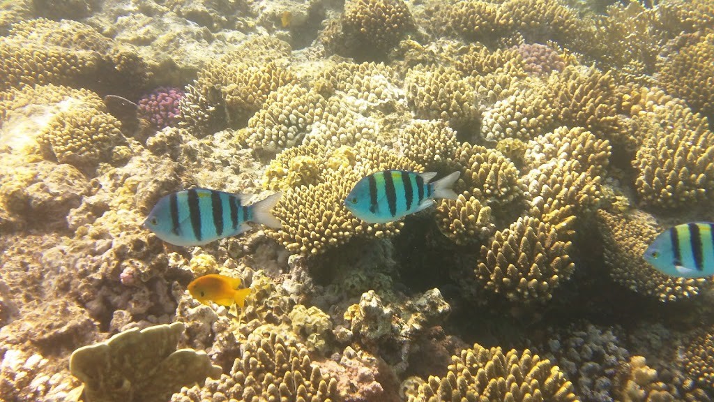 Buceo en el Mar Rojo