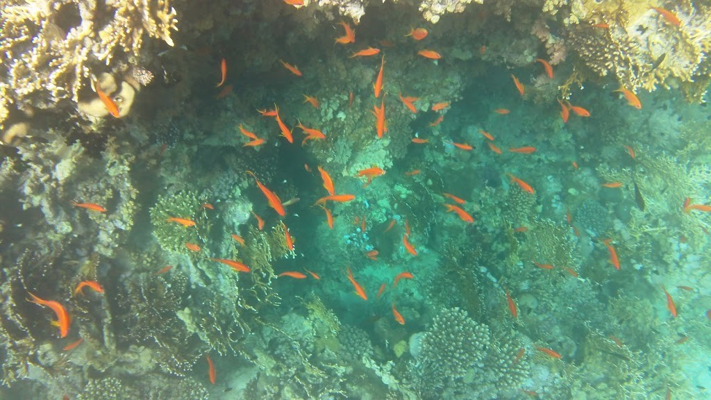 Buceo en el Mar Rojo