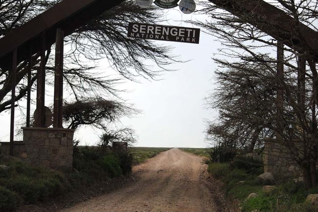 Safari por el Parque Serengeti