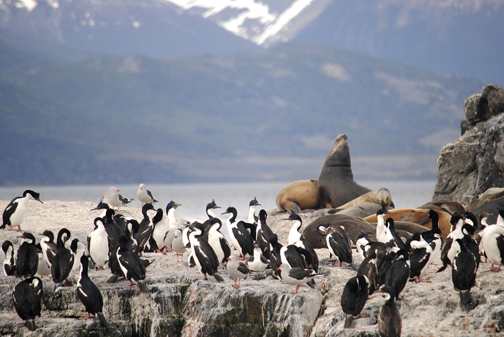 Isla de los lobos (Ushuaia)